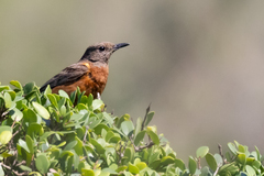 Monticola rupestris