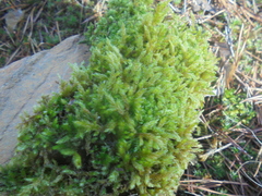 Eurhynchium angustirete