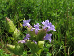 Strobilanthes sessilis
