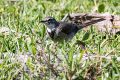Motacilla capensis capensis