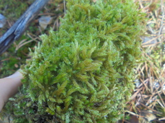 Eurhynchium angustirete