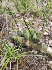 Adromischus cristatus