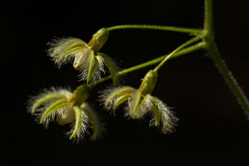 Pergularia