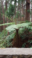 Cyathea cooperi