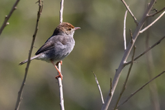 Cisticola fulvicapilla
