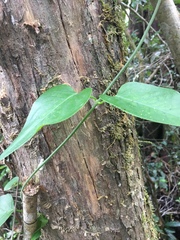 Pyrenacantha scandens