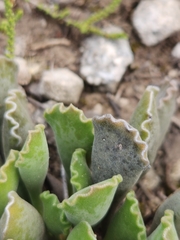 Adromischus cristatus