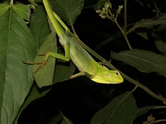 Bronchocela jubata