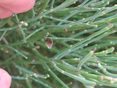 Cytisus oromediterraneus