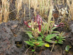 Ceropegia jainii