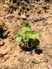 Pelargonium reniforme