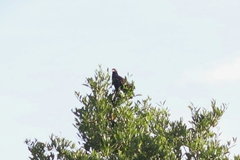 Buteogallus