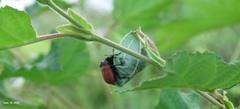 Apoderus jekelii