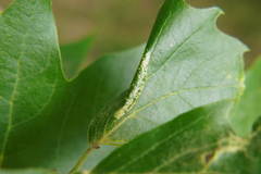 Phyllonorycter platani