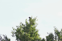 Buteogallus