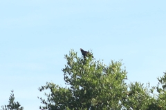 Buteogallus