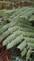 Cyathea cooperi
