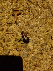 Carabus lineatus