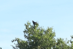 Buteogallus