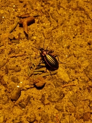 Carabus lineatus