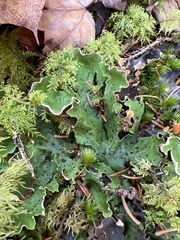 Peltigera aphthosa