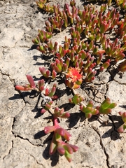 Malephora uitenhagensis