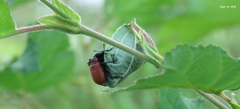 Apoderus jekelii