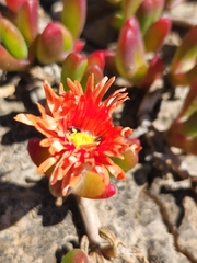 Malephora uitenhagensis