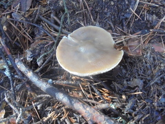Tricholoma saponaceum