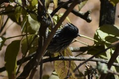 Anairetes reguloides