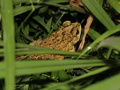 Duttaphrynus melanostictus