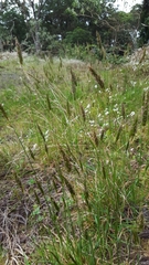 Anthoxanthum odoratum