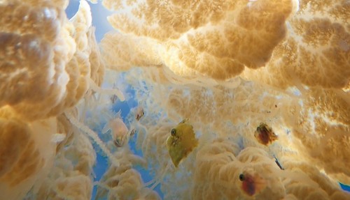 Diamond filefish (Rudarius excelsus) — Monacanthidae