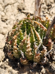 Aloe humilis