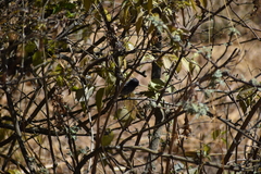 Anairetes reguloides