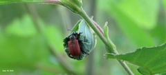 Apoderus jekelii