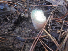 Lactarius sanguifluus