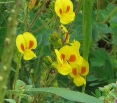 Smithia hirsuta