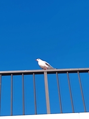 Chroicocephalus ridibundus