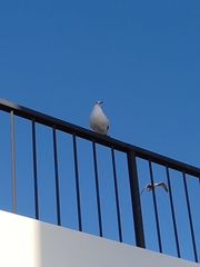 Chroicocephalus ridibundus