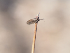 Drepanepteryx algida