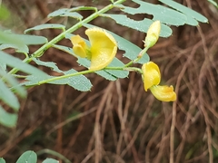 Sesbania cannabina