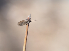 Drepanepteryx algida