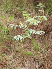 Sesbania cannabina