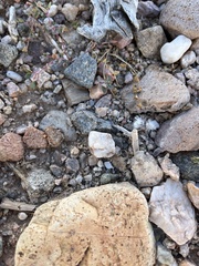 Dasymutilla pseudopappus