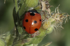 Coccinella algerica