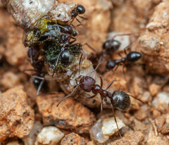 Anoplolepis steingroeveri