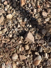 Dasymutilla pseudopappus