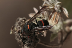 Ancistrocerus haematodes