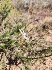 Moraea elliotii